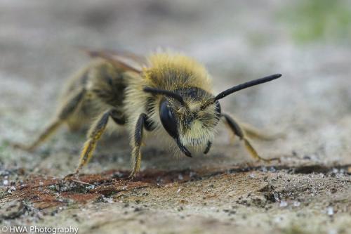 Andrena humilis